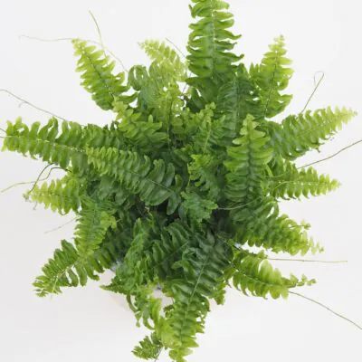 Papraď Nefrolepka vznešená paprad, nefrolepka, nefrolepka vznesena, nephrolepis exaltata, rastlina do tiena, kvet do tiena, vlhkomilná rastlina, rastlina do kupelne, izbovka, izbova rastlina, izbovy kvet