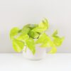 Pothos Epipremnum aureum ‘Champs Élysées’ Pothos Epipremnum aureum Champs elysees zlta tahava izbova rastlina