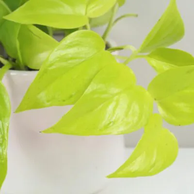 Pothos Epipremnum aureum ‘Champs Élysées’ Pothos Epipremnum aureum Champs elysees zlta tahava izbova rastlina