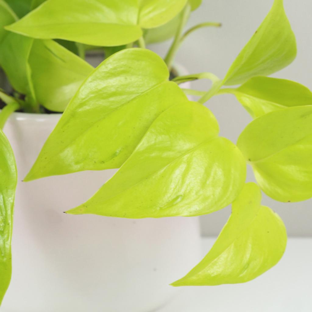 Pothos Epipremnum aureum ‘Champs Élysées’ Pothos Epipremnum aureum Champs elysees zlta tahava izbova rastlina