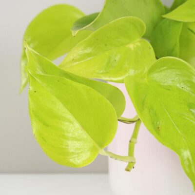 Pothos Epipremnum aureum ‘Champs Élysées’ Pothos Epipremnum aureum Champs elysees zlta tahava izbova rastlina
