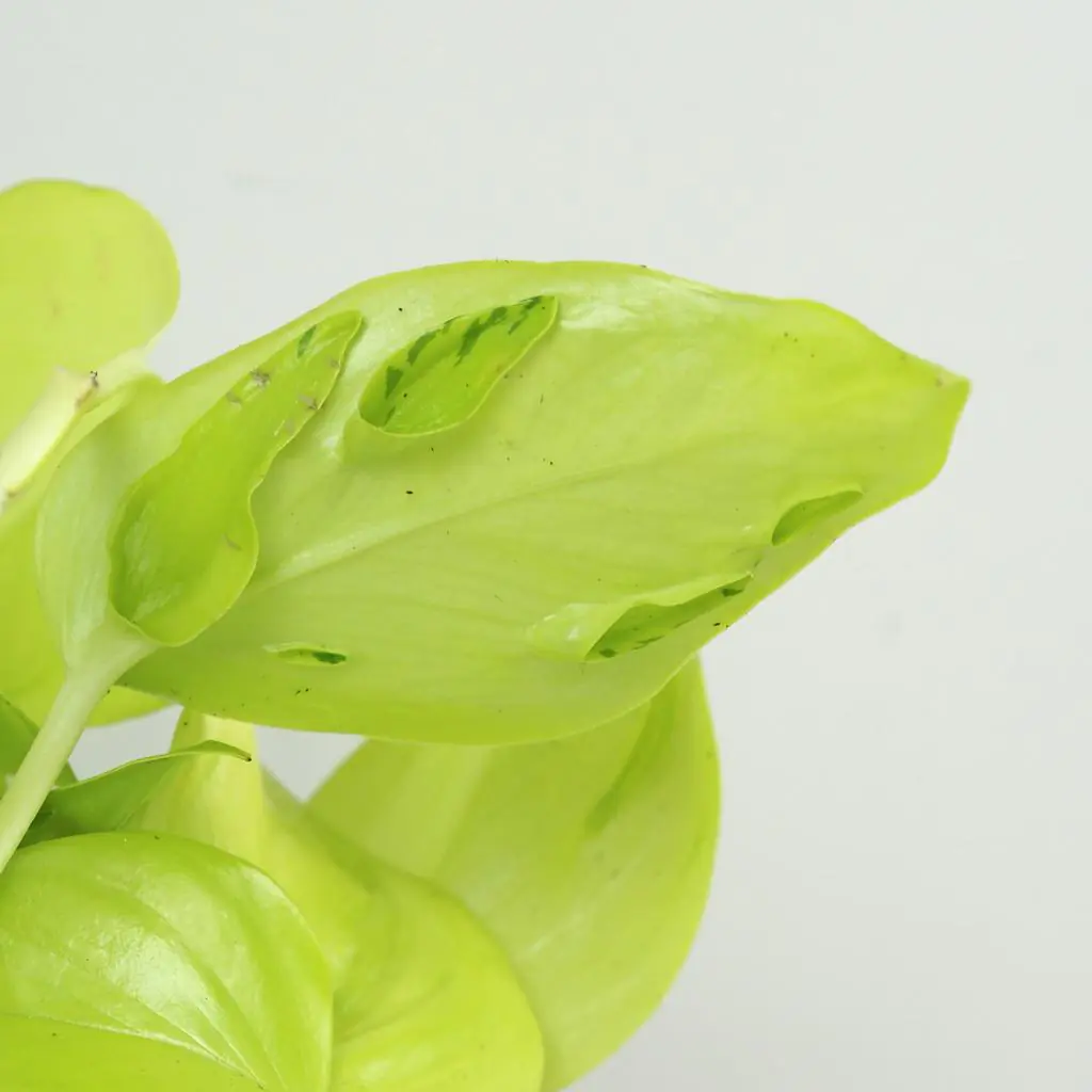 Pothos Epipremnum aureum ‘Champs Élysées’ Pothos Epipremnum aureum Champs elysees zlta tahava izbova rastlina
