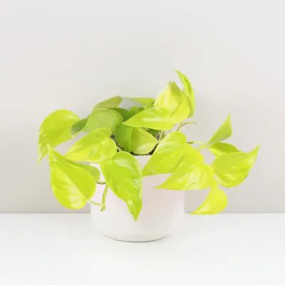 Pothos Epipremnum aureum Champs elysees zlta tahava izbova rastlina
