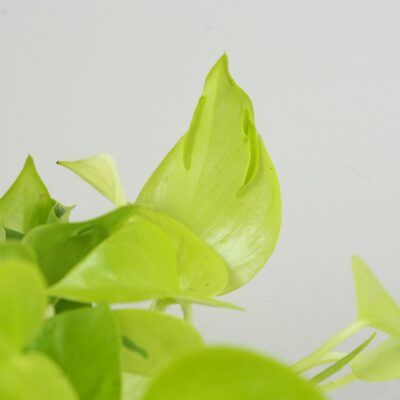 Pothos Epipremnum aureum ‘Champs Élysées’ Pothos Epipremnum aureum Champs elysees zlta tahava izbova rastlina