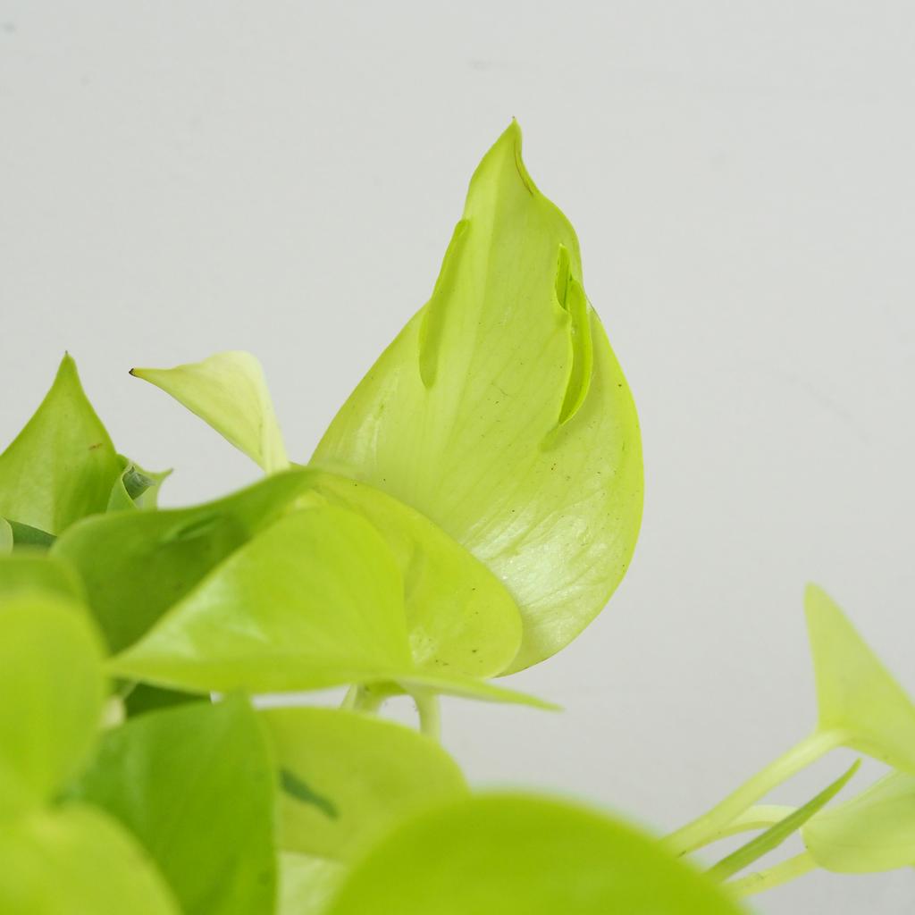Pothos Epipremnum aureum ‘Champs Élysées’ Pothos Epipremnum aureum Champs elysees zlta tahava izbova rastlina