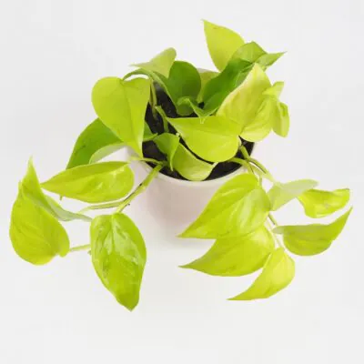 Pothos Epipremnum aureum ‘Champs Élysées’ Pothos Epipremnum aureum Champs elysees zlta tahava izbova rastlina