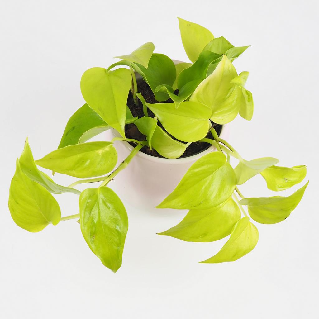 Pothos Epipremnum aureum ‘Champs Élysées’ Pothos Epipremnum aureum Champs elysees zlta tahava izbova rastlina