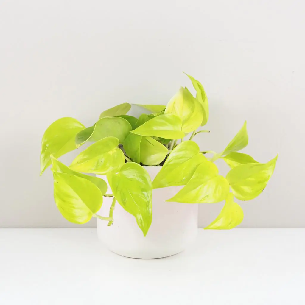 Pothos Epipremnum aureum ‘Champs Élysées’