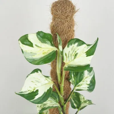 Pothos Epipremnum Manjula na tyči