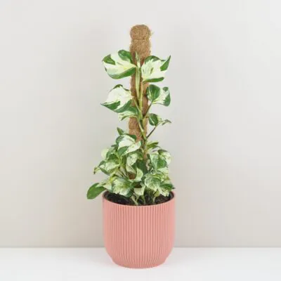 Top 10 nenáročných izbových rastlín pre začiatočníkov Pothos Epipremnum Manjula na tyči