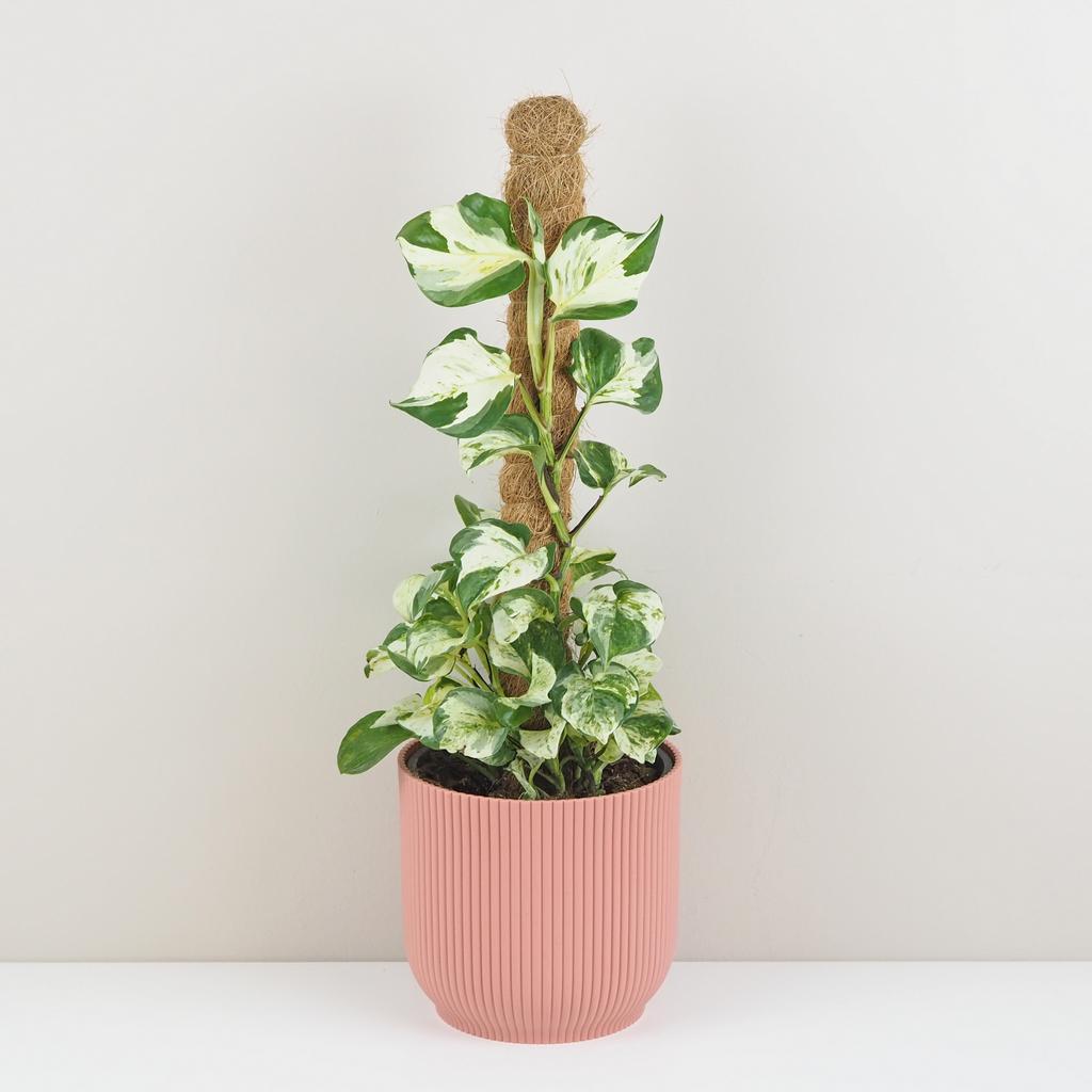 Pothos Epipremnum ‘Manjula’ na tyči