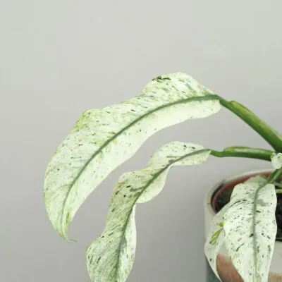 Rhaphidophora puberula variegata Rhaphidophora puberula variegata panasovana izbova rastlina plantizia