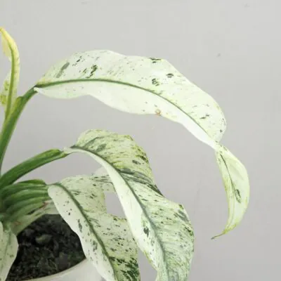 Rhaphidophora puberula variegata Rhaphidophora puberula variegata panasovana izbova rastlina plantizia