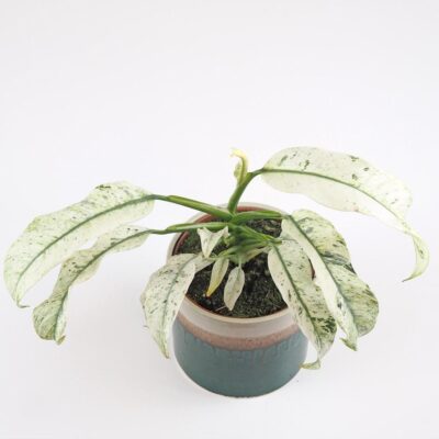 Rhaphidophora puberula variegata Rhaphidophora puberula variegata panasovana izbova rastlina plantizia