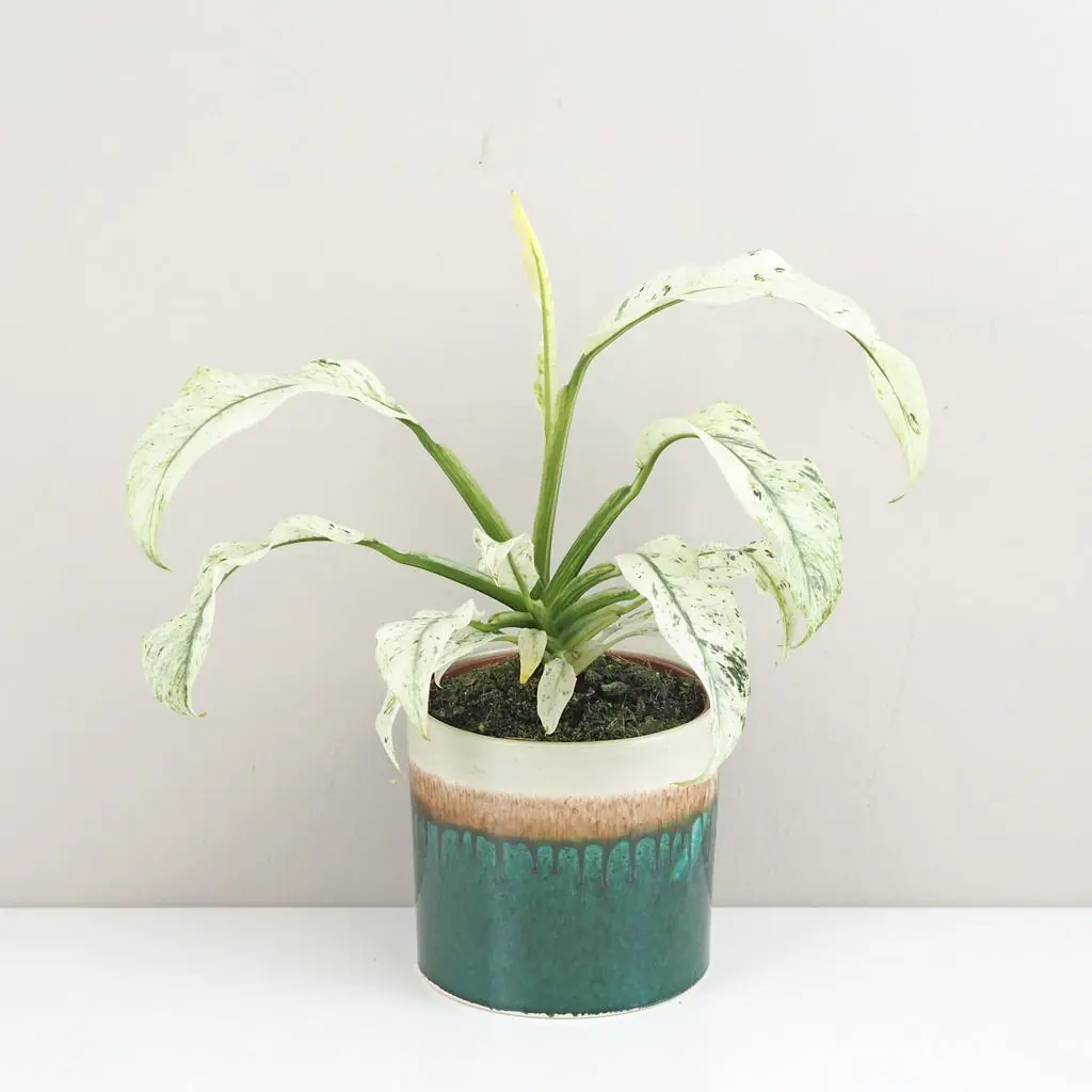 Rhaphidophora puberula variegata