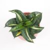 Sansevieria hahnii ‘Spiral Star’ sansevieria hahnnii Spiral star svokrine jazyky
