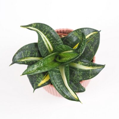 sansevieria hahnnii Spiral star svokrine jazyky