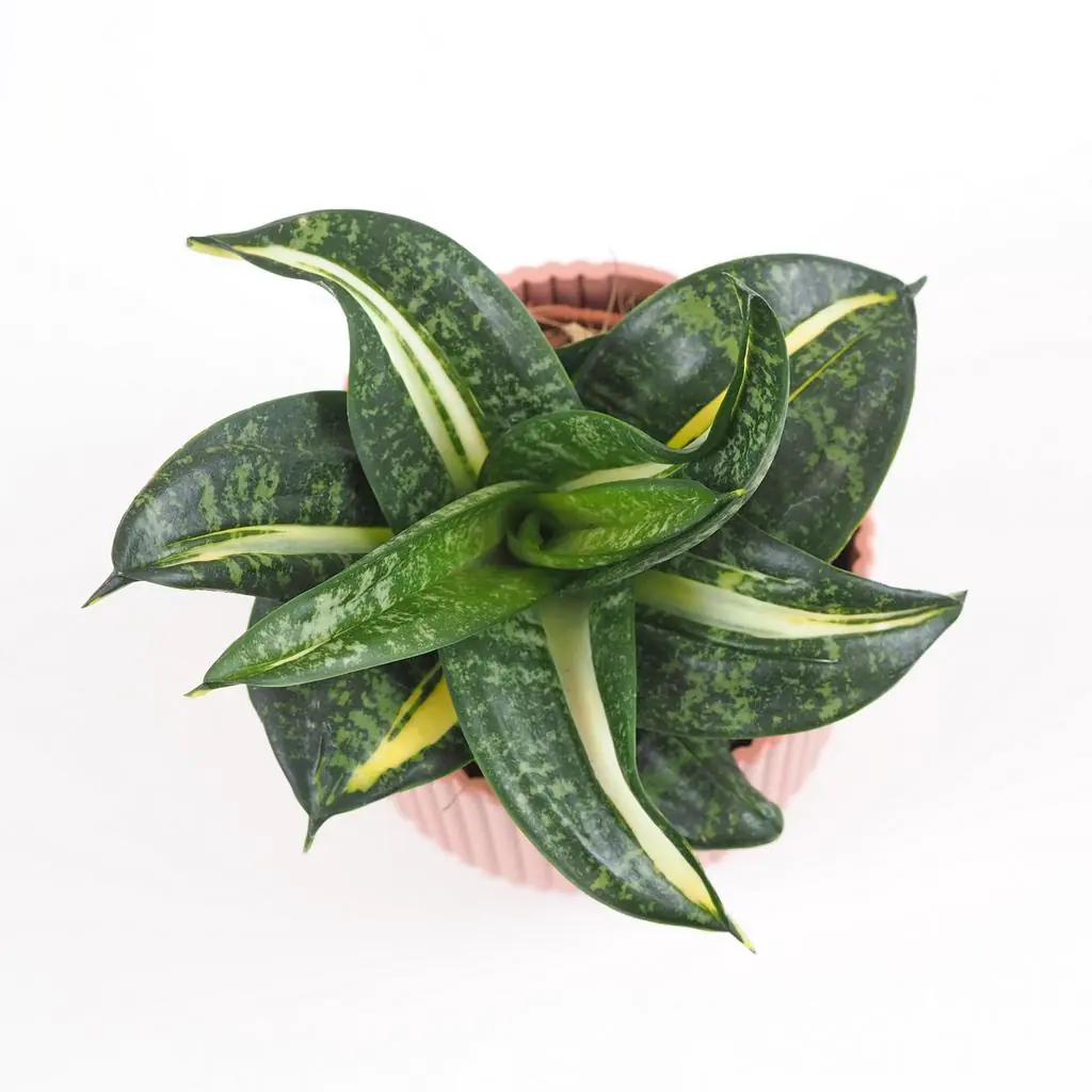 Sansevieria hahnii ‘Spiral Star’