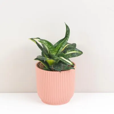 Sansevieria hahnii ‘Spiral Star’ sansevieria hahnnii Spiral star svokrine jazyky
