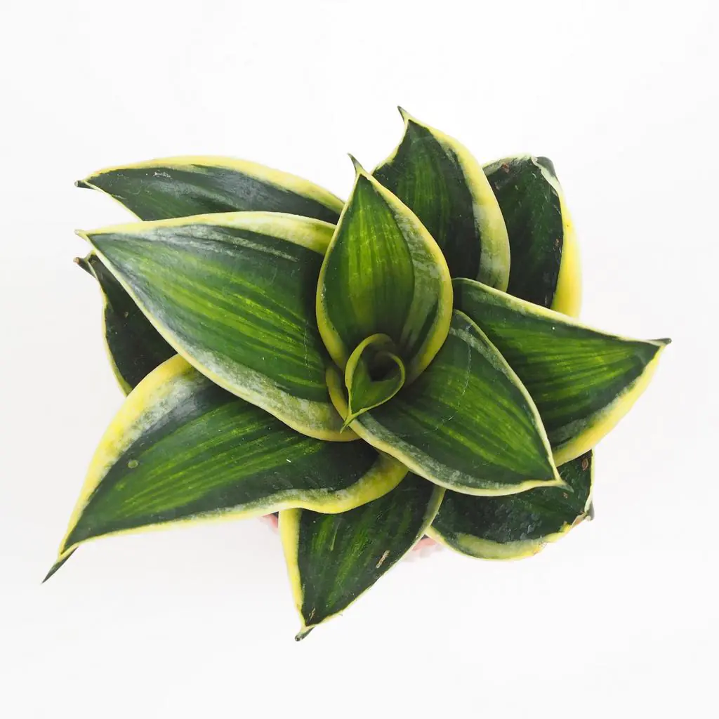 Sansevieria hahnii ‘Stars and Stripes’