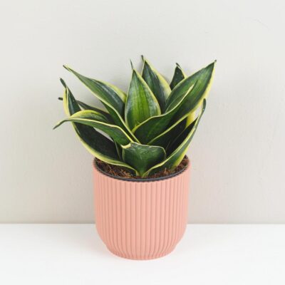 Sansevieria hahnii ‘Stars and Stripes’ svokrine jazyky sansevieria hahnii stars and stripes
