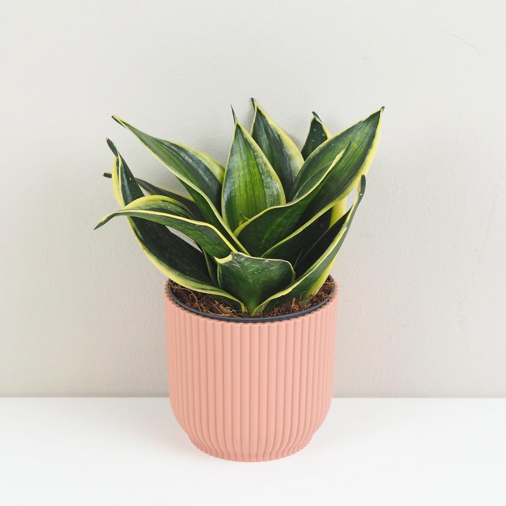 Sansevieria hahnii ‘Stars and Stripes’ svokrine jazyky sansevieria hahnii stars and stripes