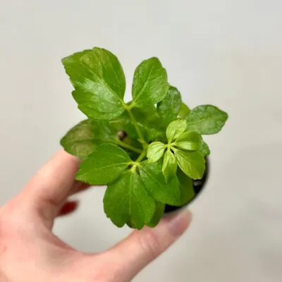 Schefflera arboricola mala