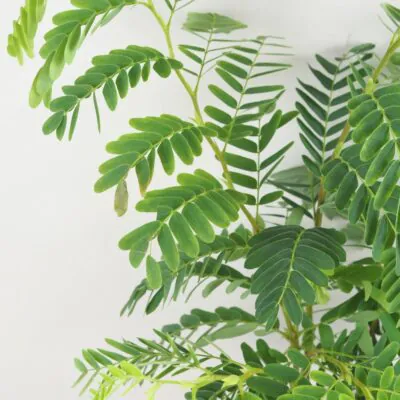 Tamarind indický tamarind indicky