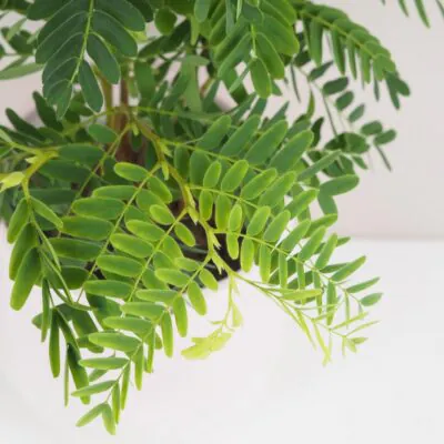 Tamarind indický tamarind indicky