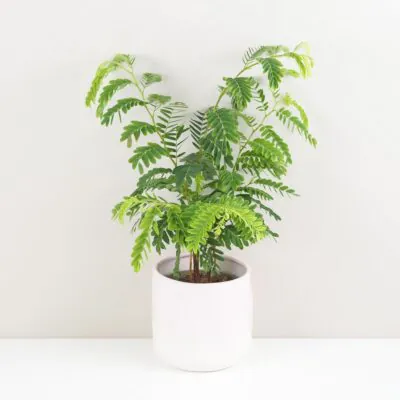 Tamarind indický tamarind indicky