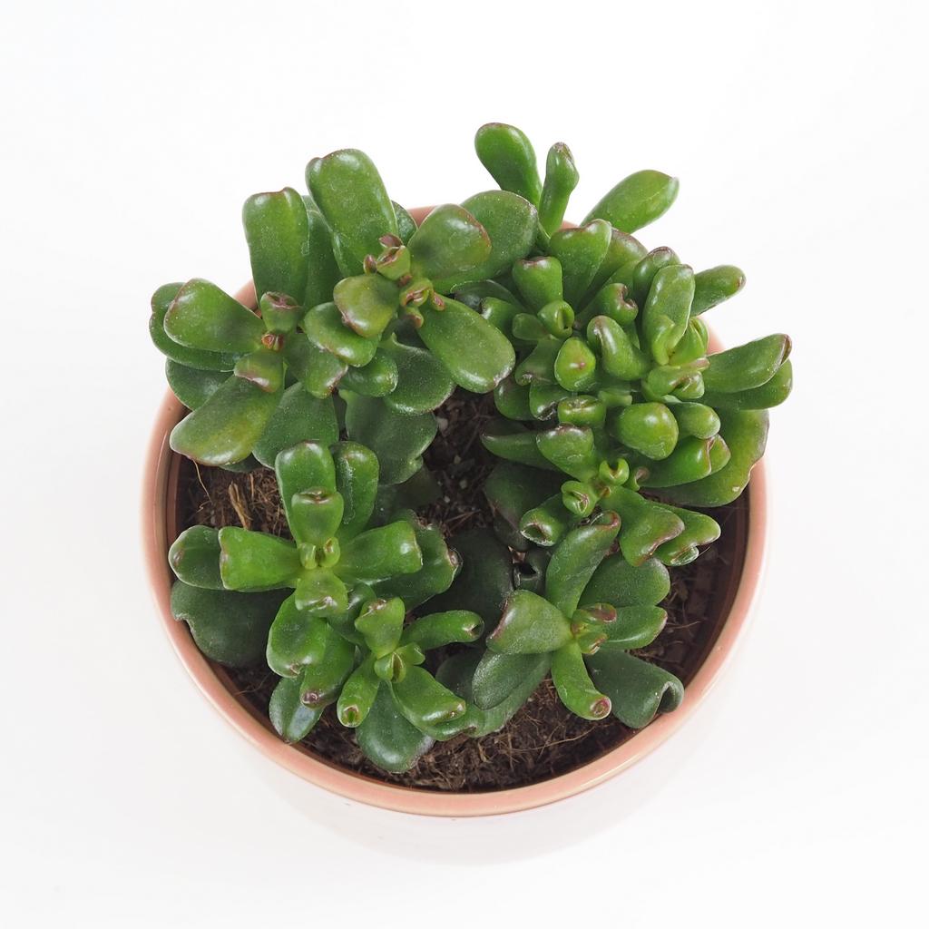 Tučnolist / Crassula ovata ‘Gandalf’ Tucnolist Crassula ovata Gandalf sukulent