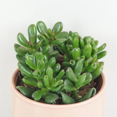 Tučnolist / Crassula ovata ‘Gandalf’ Tucnolist Crassula ovata Gandalf sukulent