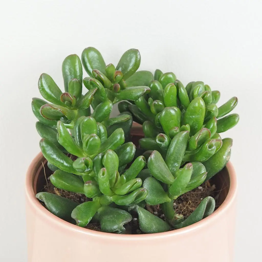 Tučnolist / Crassula ovata ‘Gandalf’ Tucnolist Crassula ovata Gandalf sukulent