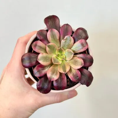 sukulent aeonium Medusa variegata