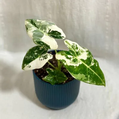 Alocasia micholitziana ‘Frydek’ variegata stredná alocasia frydek variegata panasovana alokazia