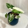 Alocasia micholitziana ‘Frydek’ variegata stredná alocasia frydek variegata panasovana alokazia