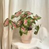 Caladium ‘Carolyn Whorton’ Caladium Carolyn Whorton ruzova izbova rastlina