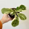 Ficus lyrata variegata ficus lyrata variegata panasovany fikus lyrata