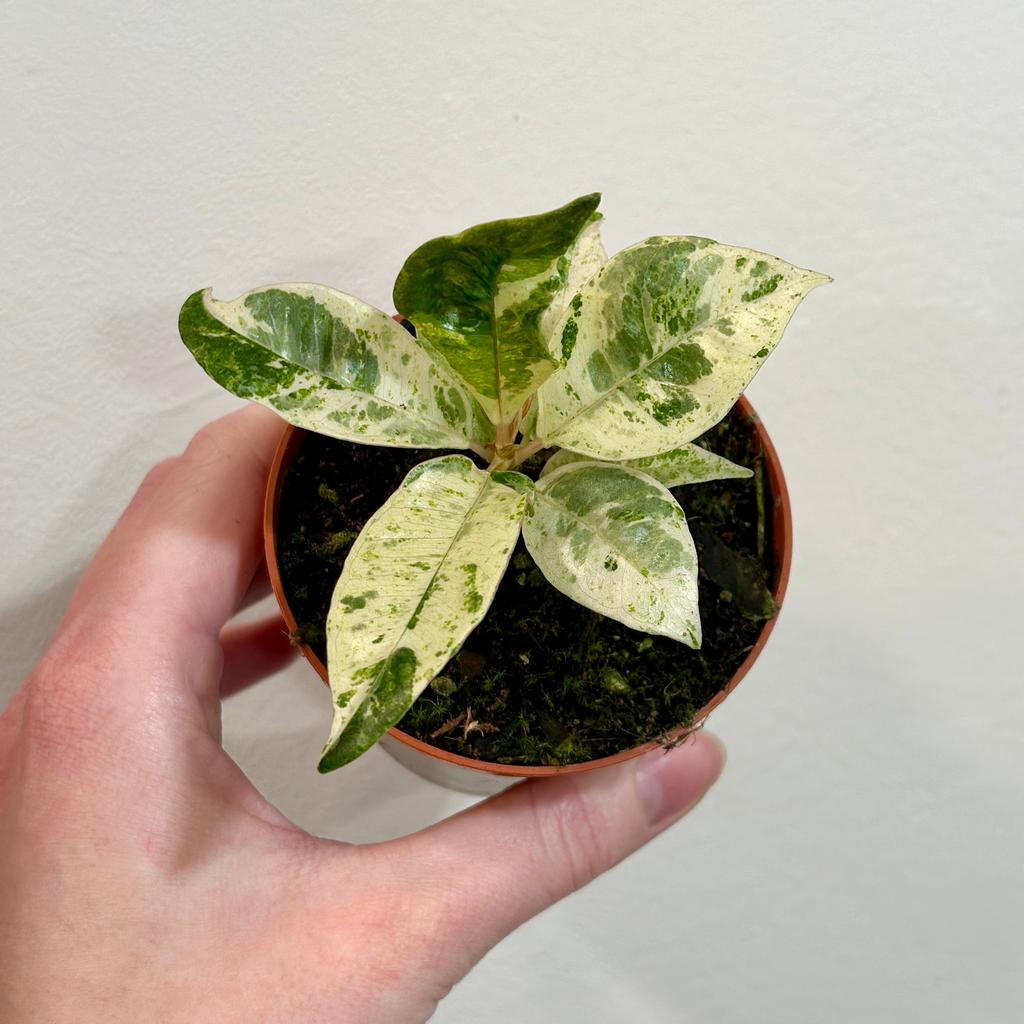 Ficus elastica ‘Shivereana Moonshine’ stredný