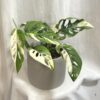 Monstera adansonii ‘Japanese Tricolor’ monstera adansonii japanese tricolor variegata panasovana