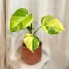 Monstera deliciosa ‘Aurea’ veľká monstera deliciosa Aurea variegata panasovana raritna