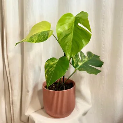 Monstera deliciosa ‘Aurea’ veľká monstera deliciosa Aurea variegata panasovana raritna