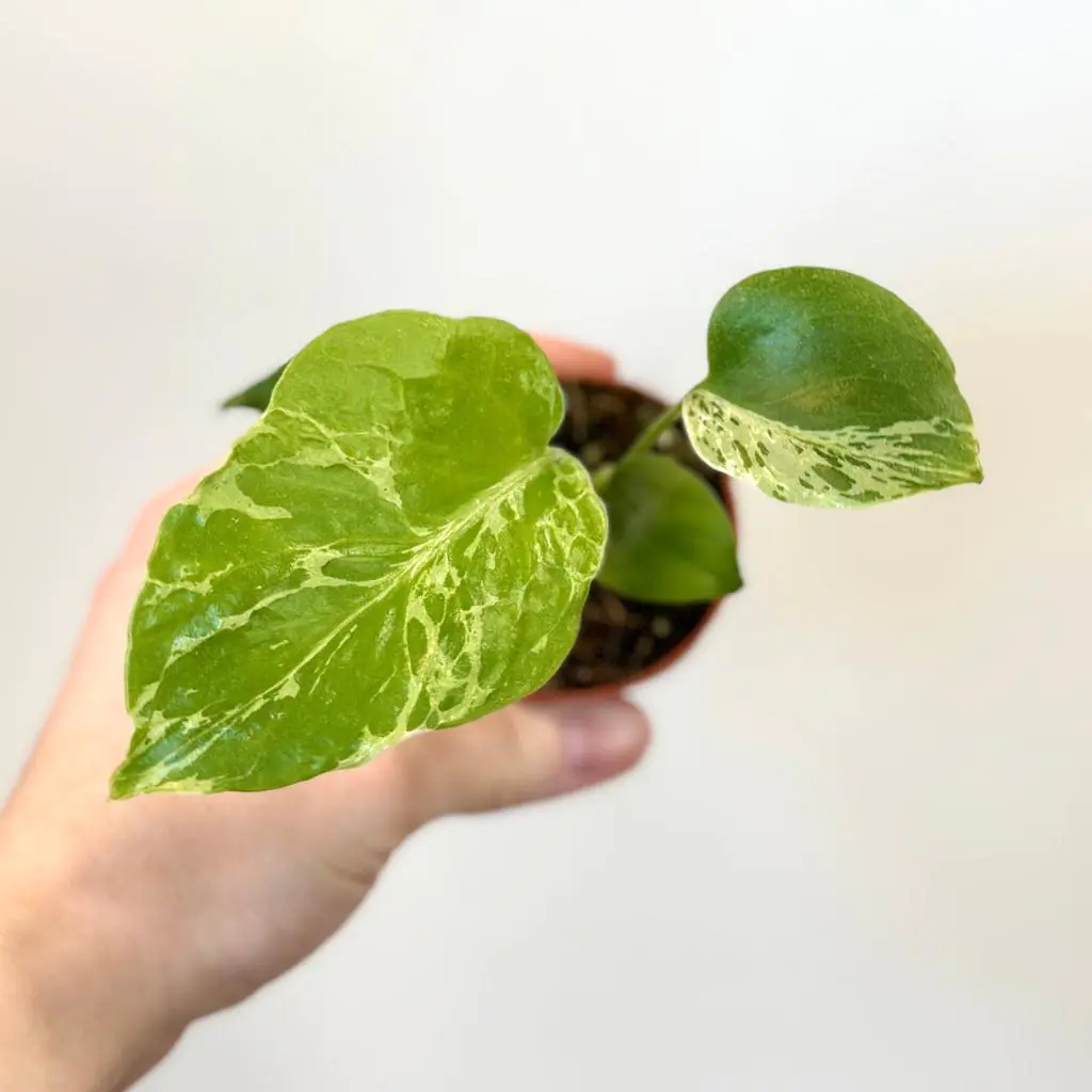 Monstera deliciosa ‘Bulbasaur’ baby monstera deliciosa bulbasaur raritna izbova rastlina