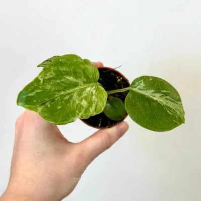 Monstera deliciosa ‘Bulbasaur’ baby monstera deliciosa bulbasaur raritna izbova rastlina