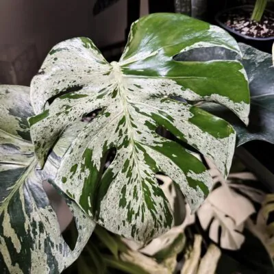 Monstera deliciosa ‘Bulbasaur’ baby monstera deliciosa bulbasaur raritna izbova rastlina