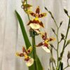 Orchidea Oncidium ‘Colmanara Jungle’ orchidea oncidium Colmanara Jungle