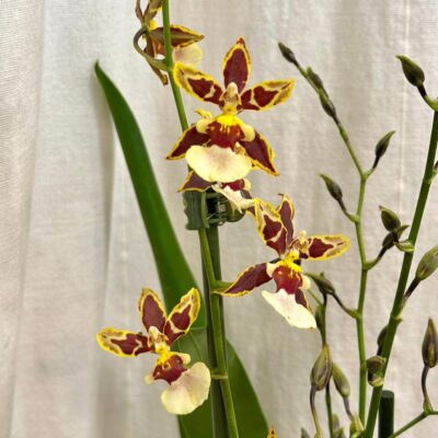 orchidea oncidium Colmanara Jungle