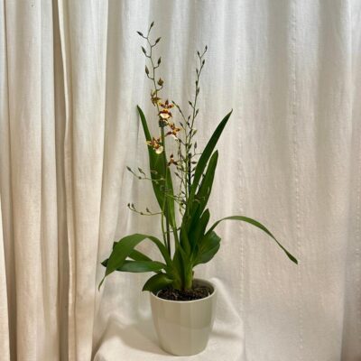 orchidea oncidium Colmanara Jungle