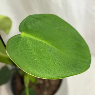 Philodendron rugosum philodendron rugosum zeleny filodendron izbova rastlina