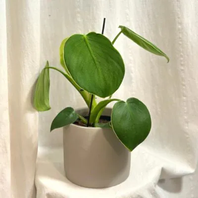 Izbové rastliny, riasogule a príslušenstvo philodendron rugosum zeleny filodendron izbova rastlina